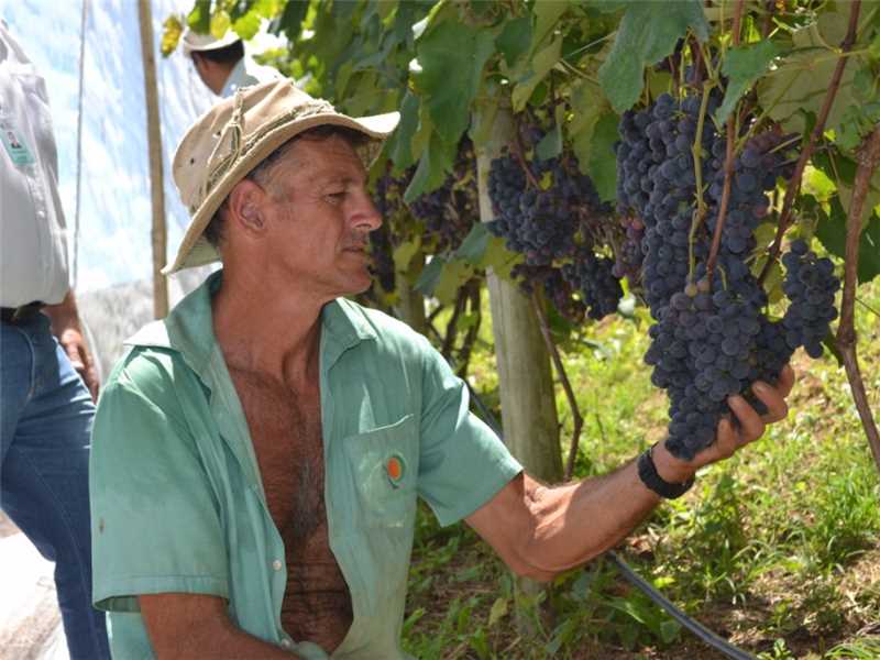 Visita Técnica parreirais de São Bento de Urânia 